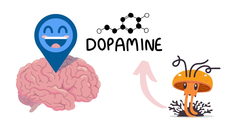 cordyceps and dopamine